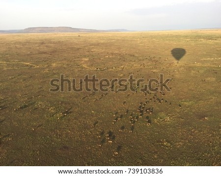 Herd of wildebeests migrating in Serengeti National Park, Balloon view, Serengeti, Tanzania, October 2017