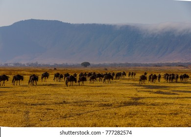 A Herd Of Wildebeests Passing Through The Ngorongoro Crater Grasslands, Photographed With Yellow Grass And The Crater Edges Partly Covered With The Highland Fog At A Safari Tour In Tanzania