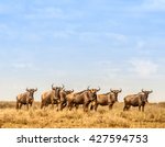 Herd of Wilderbeest