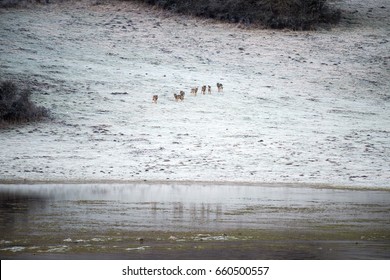 Herd of wolves on a river side