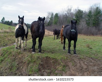Herd of work horses checking on visitor