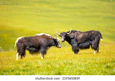 9,292 Wild yaks Images, Stock Photos & Vectors | Shutterstock