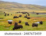 A Herd of Yellowstone bison, Buffalo at Yellowstone National Park my a River