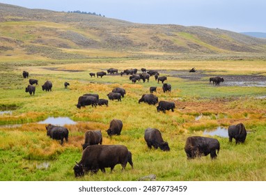 A Herd of Yellowstone bison, Buffalo at Yellowstone National Park my a River - Powered by Shutterstock