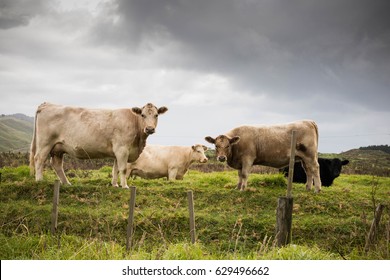 a herd of young beef cows heifers grazing in a grassy paddock at Mahia Peninsula, East Coast, North Island, New Zealand 