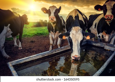 Herd of young calves drinking water at sunset