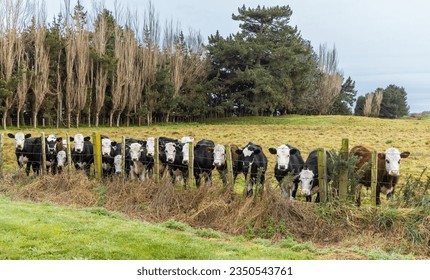 Herd of young herefords cattle looking very happy behind a old fence.