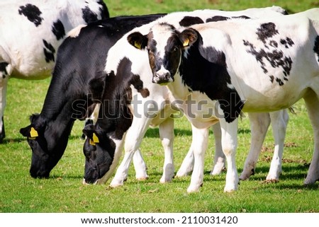 A herd of young Holstein dairy cows grazing in a beautiful green pasture on a sunny day.   