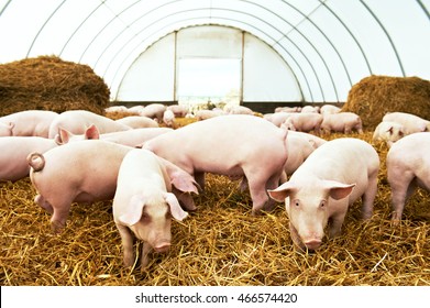 Herd Of Young Piglet At Pig Breeding Farm