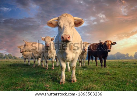herd of young white cows on green meadow  Сток-фото © 