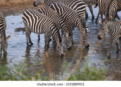 Herd Of Zebra Drinking From A Small Running Stream In Tarangire Park, Tanzania