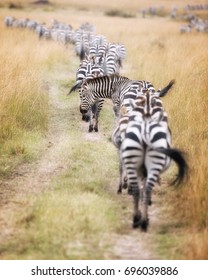 A Herd Of Zebra Follow A Well Worn Path Through The Masai Mara During The Great Migration In Kenya. Selective Focus On The One Animal Who Has Put His Head Out Of Line. 