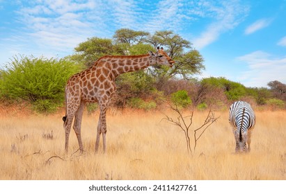 Herd of zebra grazing in the open savannah with a lone giraffe - Ethosa national park - Namibia, Africa - Powered by Shutterstock