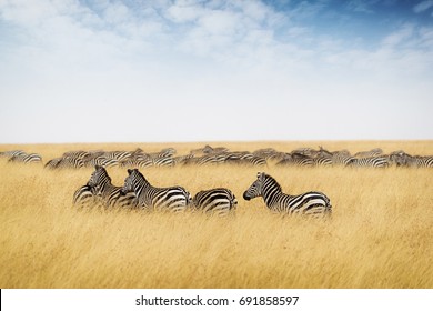 Herd Of Zebra In Kenya, Africa With Tall Red Oat Grass And Blue Sky