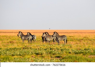 Herd of zebra in the Liuwa Plains