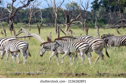 Herd Of Zebra, Okavango Delta Botswana
