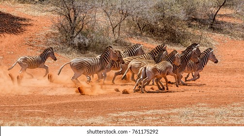 A Herd Of Zebra Running Through Southern African Savanna