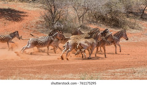 A Herd Of Zebra Running Through Southern African Savanna