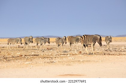 Herd Of Zebra Walking In A Straight Line, With A Pale Blue Sky And Dry Yellow Desert In The Background -  Some Heat Haze Is Visible