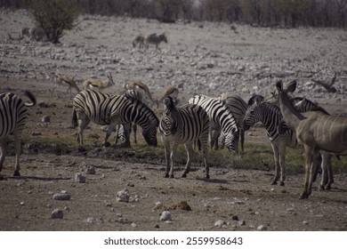 A herd of zebras and antelopes grazing in a dry savanna landscape - Powered by Shutterstock