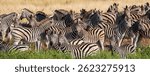 herd of zebras at Boteti River in the Makgadikgadi Pan national park in Botswana close to okavango delta
