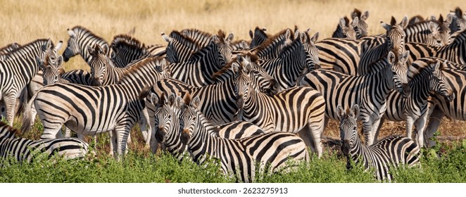 Manada de cebras en el río Boteti en el parque nacional Makgadikgadi Pan en Botsuana cerca del delta del Okavango
