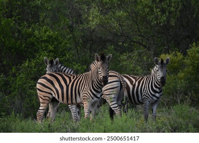 A herd of zebras grazes peacefully in the open grasslands of an African game reserve. Their distinctive black-and-white stripes contrast beautifully, capturing the essence of wild Africa. - Powered by Shutterstock