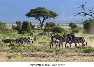 Herd Of Zebras In Kenyan Landscape