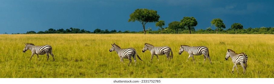 A herd of zebras on the savannah in the Maasi Mara, Kenya - Shutterstock ID 2331752785