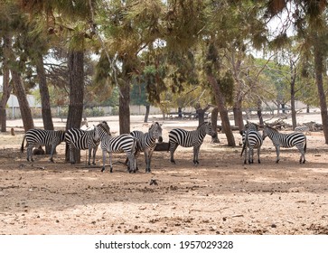 Herd Of Zebras Perissodactyla (Equus Quagga Boehmi) Are Standing Under The Trees In Safari Ramat Gan, Israel