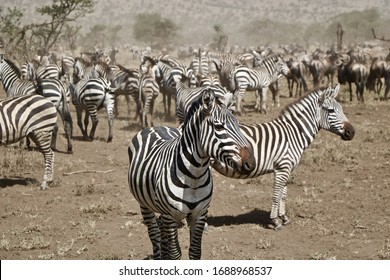 A Herd Of Zebras In Serengeti, Tanzania, 2017