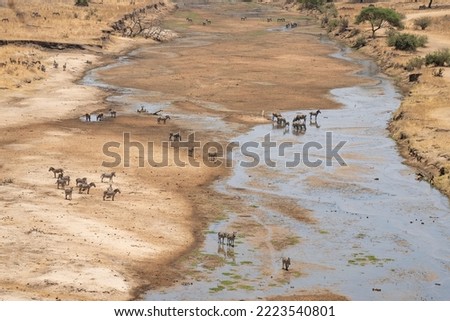 A herd of zebras and some Eland antelopes enjoy the water of a half dry riverbed in Tanzania in the dry season..