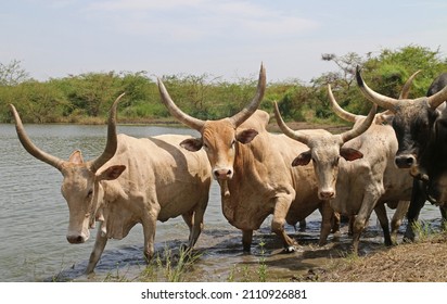 Herd of Zebu cows with huge horns drinking water from lake. Senegal, Africa - Shutterstock ID 2110926881