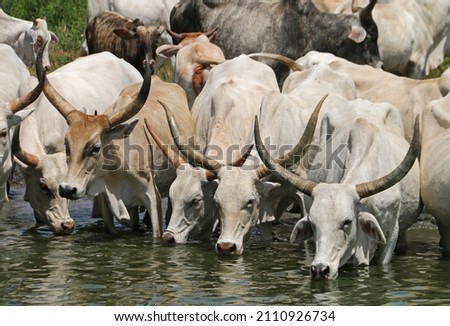 Herd of Zebu cows with huge horns drinking water from lake. Senegal, Africa