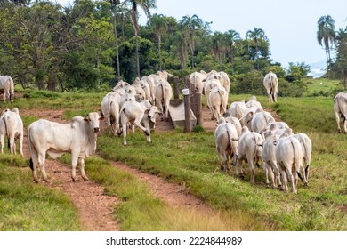 Herd Of Zebu Nellore Animals In A Pasture Area Of A Beef Cattle Farm In Brazil