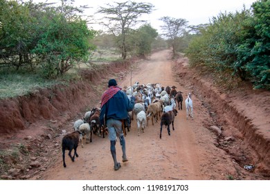 A Herder Trailing His Herd Down A Dirt Path In The Maasai Mara, Kenya, Africa