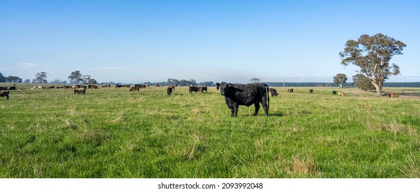 Herding Of Beef Cows And Calves Grazing On Grass In Australia, On A Farming Ranch. Cattle Eating Hay And Silage. Breeds Include Speckled Park, Murray Grey, Angus, Brangus, Hereford, Wagyu, Dairy Cows.