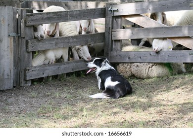 Herding Dog