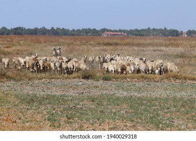 Herding Goats In Jaffna Peninsula, Sri Lanka