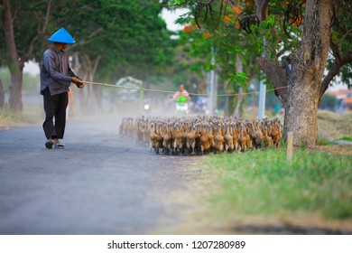 herding group of ducks