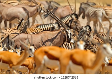 Herds Of Animals Near The Water Hole, Etocha NP, Namibia, Africa. Sunny Hot Day In Dry Season In Desert. Gemsbok, Oryx Gazella, Large Antelope With Zebras.  Big Group Of Animals, Namibia.