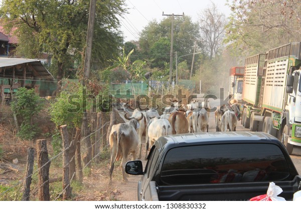 Herds of\
cattle walking on the road make the car\
stuck