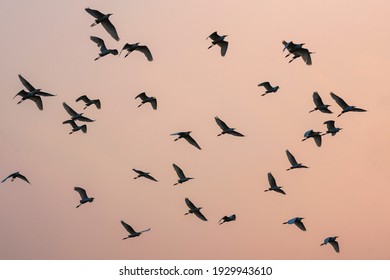 
Herds of pelicans fly back to the nest at sunset.