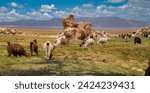 Herds of semi-wild llamas feeding oin the rich grass surrounding Laguna Cata among eroded lava boulders, potosi, Bolivia