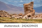 Herds of semi-wild llamas feeding oin the rich grass surrounding Laguna Cata among eroded lava boulders, Potosi, Bolivia