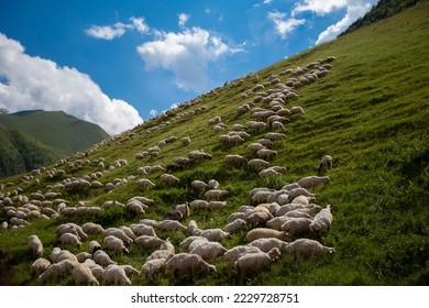 Herds of sheep graze on the slopes of the mountains against the blue sky. - Shutterstock ID 2229728751