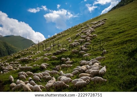 Herds of sheep graze on the slopes of the mountains against the blue sky.