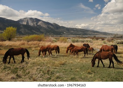 Herds of wild horses roam and graze on fresh green spring grasses in the desert landscape of Washoe Valley, Northern Nevada, located between Reno and Carson City.