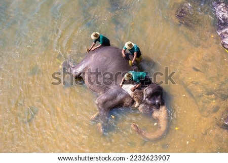 Herdsman washes the elephant in the river at the Elephant Orphanage in central Sri Lanka