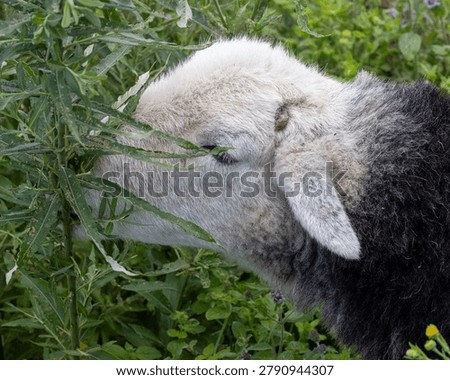 A herdwick sheep browsing a hedge. Fluffy , woolly Lakeland breed in England.